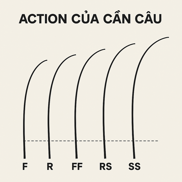 Các Kiểu Action Của Cần Câu Cá Là Gì? Cách Phân Biệt F, R, FF, RS, SS Chuẩn Nhất